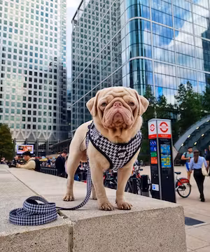 Custom Blog post by Milkshake the Pug