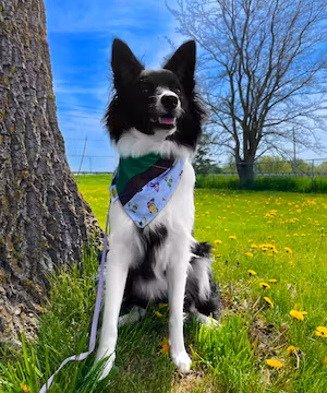 Kelsey Soule: Unleashing Canine Potential & Nurturing Minds