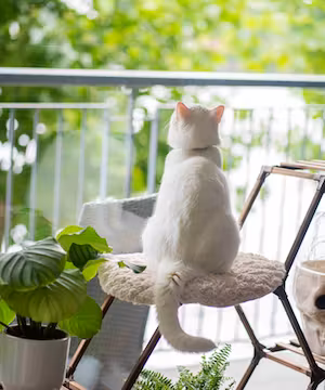 Purrcival: Comedy Cat Account / Pet Influencer 