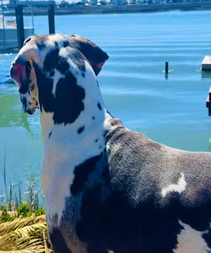 Euro Dane Bros:  Coastal Big Dog Living