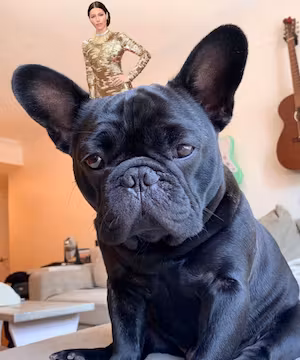 Instagram post from the cutest French Bulldog on Instagram, Oatie