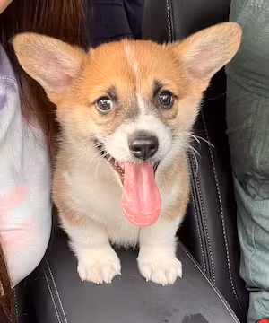 Sponsored Instagram post by @honestdogmom