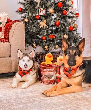 Cute Dogs for sponsored pet products campaign