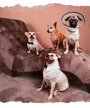 Jennifer Wilde: Nature's Artistic Lens & Animal Enthusiast