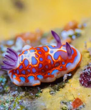 Be Inspired by Hannah Tilley - Underwater Photographer