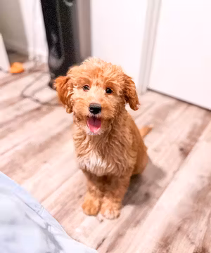 Get lifestyle dog content for your brand!