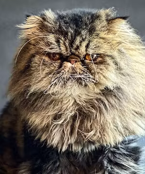 CAT LOVERS! Creative Instagram post from @Moosethepersian