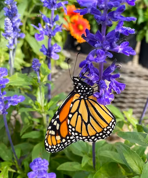 Cheryl MacDonald: A Travel Photographer's Journey to Happiness