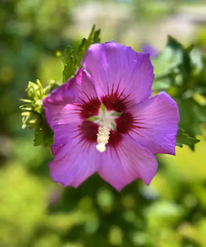 Capturing Beauty in the Mundane: Halie Anna's Product Photography