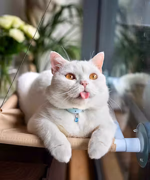 Purrcival: Comedy Cat Account / Pet Influencer 