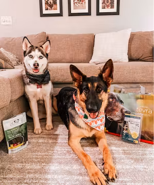 Cute Dogs for sponsored pet products campaign