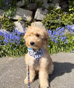 Get lifestyle dog content for your brand!