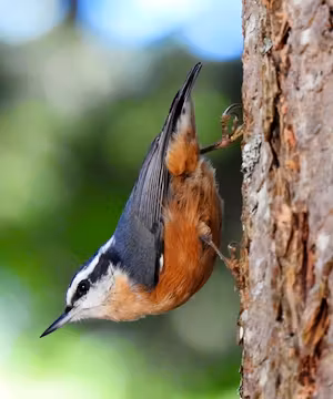 Kellie's captivating journey of creativity and exploration.