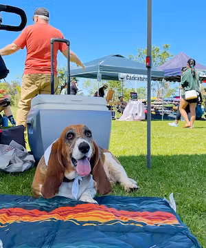 Quality Instagram post from @lucky_bassethound