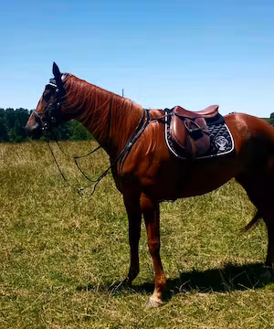 Brand promoter @saving.maisy