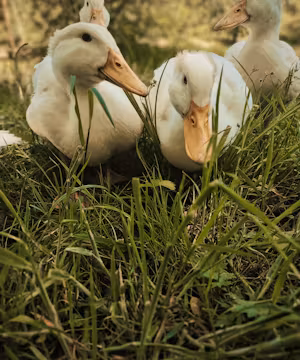 Madylin King: Homesteading Heroine and Facebook Phenom