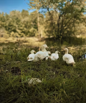 Madylin King: Homesteading Heroine and Facebook Phenom