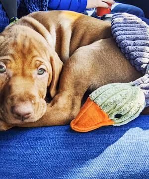 Raven: A Canadian Vizsla on the Rise