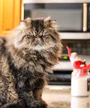 CAT LOVERS! Creative Instagram post from @Moosethepersian