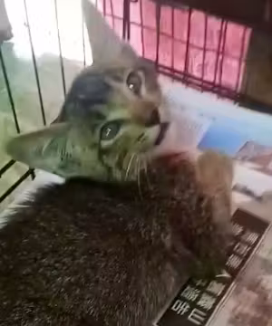 Original Instagram post from @catbeachsanctuary