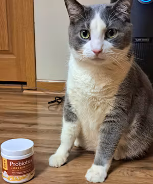 Unveiling Magic Behind Products: Meet Saving Maisy