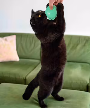 Purrcival: Comedy Cat Account / Pet Influencer 