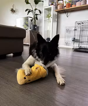 Kelsey Soule: Unleashing Canine Potential & Nurturing Minds