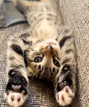 Instagram Sponsorship from Cat Nano-Influencer