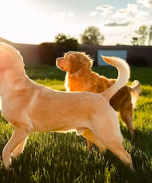 Chris Henderson: Capturing Life's Best Moments!