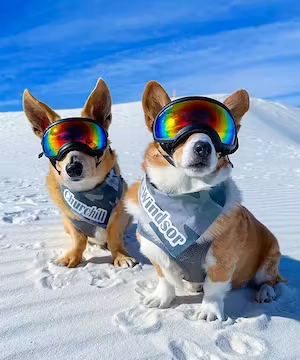 Trendy Instagram Reel from @ThoseTempletonCorgis