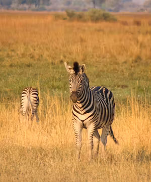 Simasiku Mazunga: Boldly Embracing Adventure!