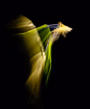 Unique ICM  images and ICM NFTs @ddayicm