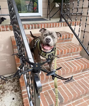 It's time for some pup-tastic fun with Hippo, the adorably spoiled American bully!