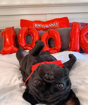 Instagram post from the cutest French Bulldog on Instagram, Oatie