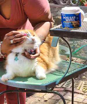 Creator for Pet Brands 