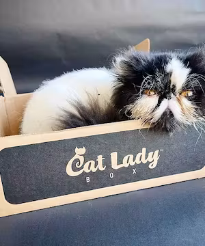 CAT LOVERS! Creative Instagram post from @Moosethepersian