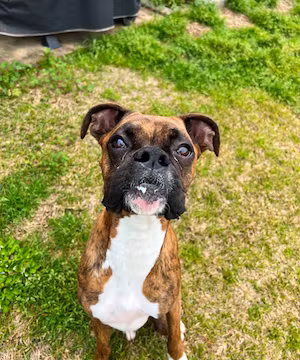 Cute Boxer Dog Modeling Photos