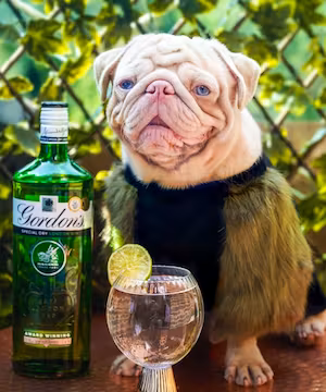 Trending TikTok promo with Milkshake the Pug!