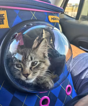 Meet Deylan Buntyn: Tik Tok Star and Ultimate Cat Dad