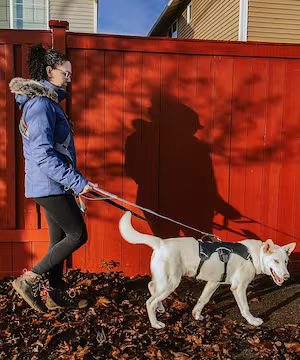 Tatiana Lee: Dog Lover Extraordinaire & South Korean Rover