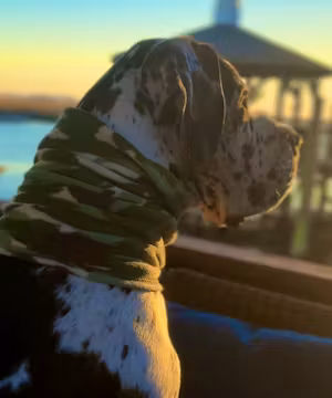 Euro Dane Bros:  Coastal Big Dog Living