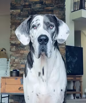 Euro Dane Bros:  Coastal Big Dog Living
