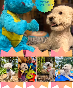 Meet Amadeus: Muse, Influencer, and Pup Rescuer!