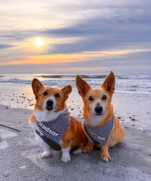 Trendy Instagram Reel from @ThoseTempletonCorgis