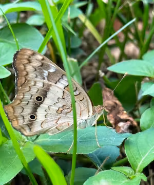 Sponsored Instagram post from @Onenac