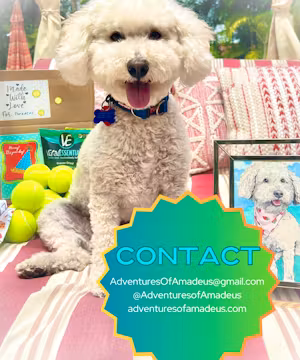 Meet Amadeus: Muse, Influencer, and Pup Rescuer!