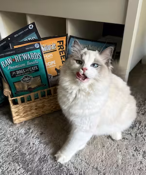 Creative and Stand Out Instagram Reel or Post from a Cat/Animal Behaviorist