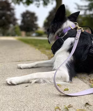 Kelsey Soule: Unleashing Canine Potential & Nurturing Minds