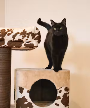 Moka The Black Cat: Spreading Joy and Purr-fect Moments from Montreal