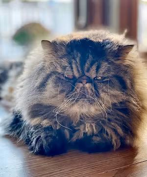 CAT LOVERS! Creative Instagram post from @Moosethepersian